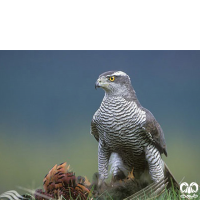 گونه طرلان Northern Goshawk 